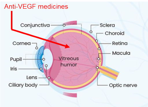Anti-VEGF Medicines Graphic showing targeting of Anti-VEGF Medicines