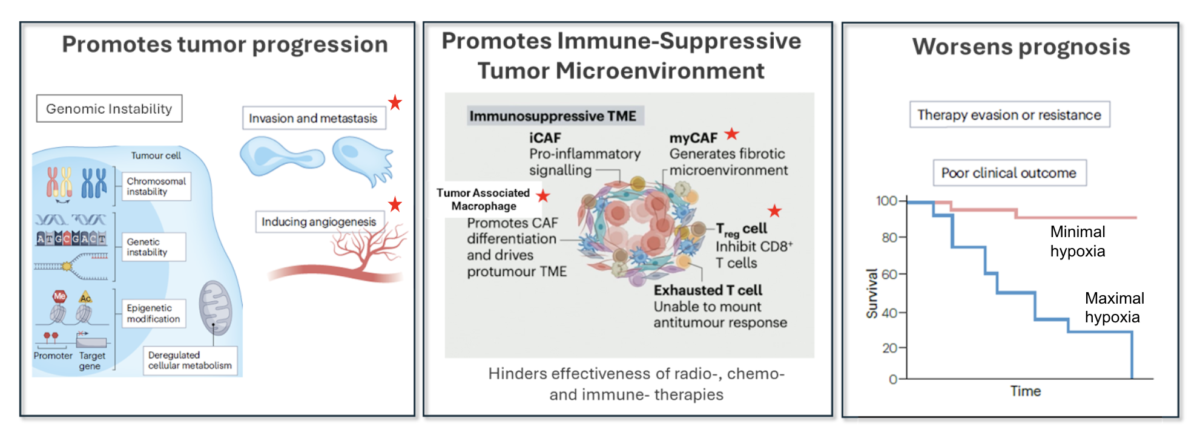 CPD100Li Overview CPD100Li in Hypoxia-Prone Tumors